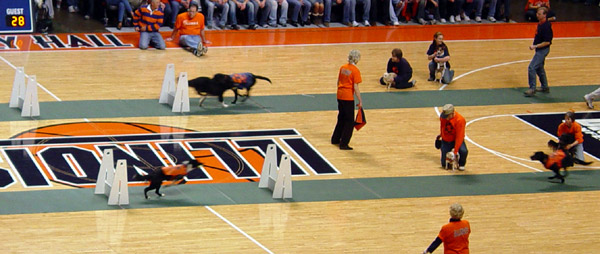Assembly Hall Dog Races