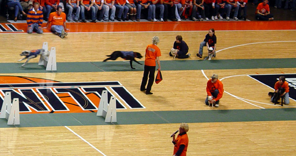 Assembly Hall Dog Races
