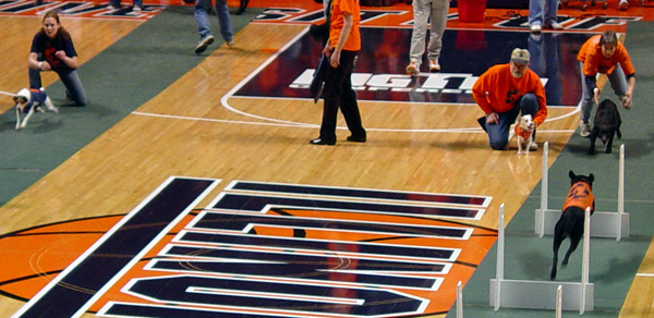 Assembly Hall Dog Races