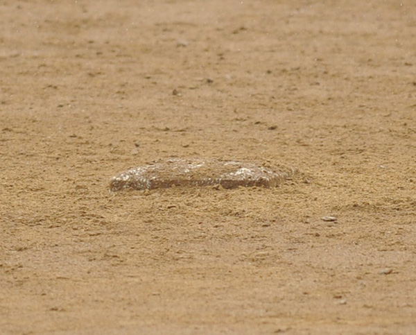 Illini Softball