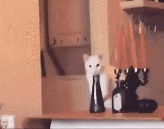 0b46b5eaf14c7870d8751d312aeb90d0.gif