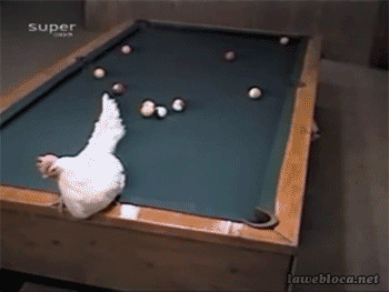 1539894328funny-chicken-lays-egg-billiards-table-animated-gif.gif