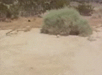 1682555991265.gif