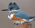 Illinois Students Vote In Favor Of Belted Kingfisher Mascot ...