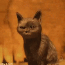 497461A3-6C1C-4AFC-9EE2-DF65D8CDAD84.gif