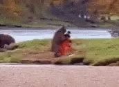 bear-fight-funny.gif