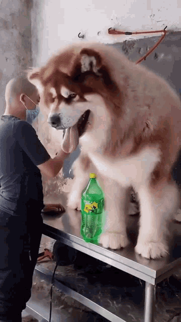 bigdog.gif