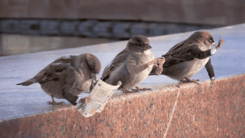 bird.gif