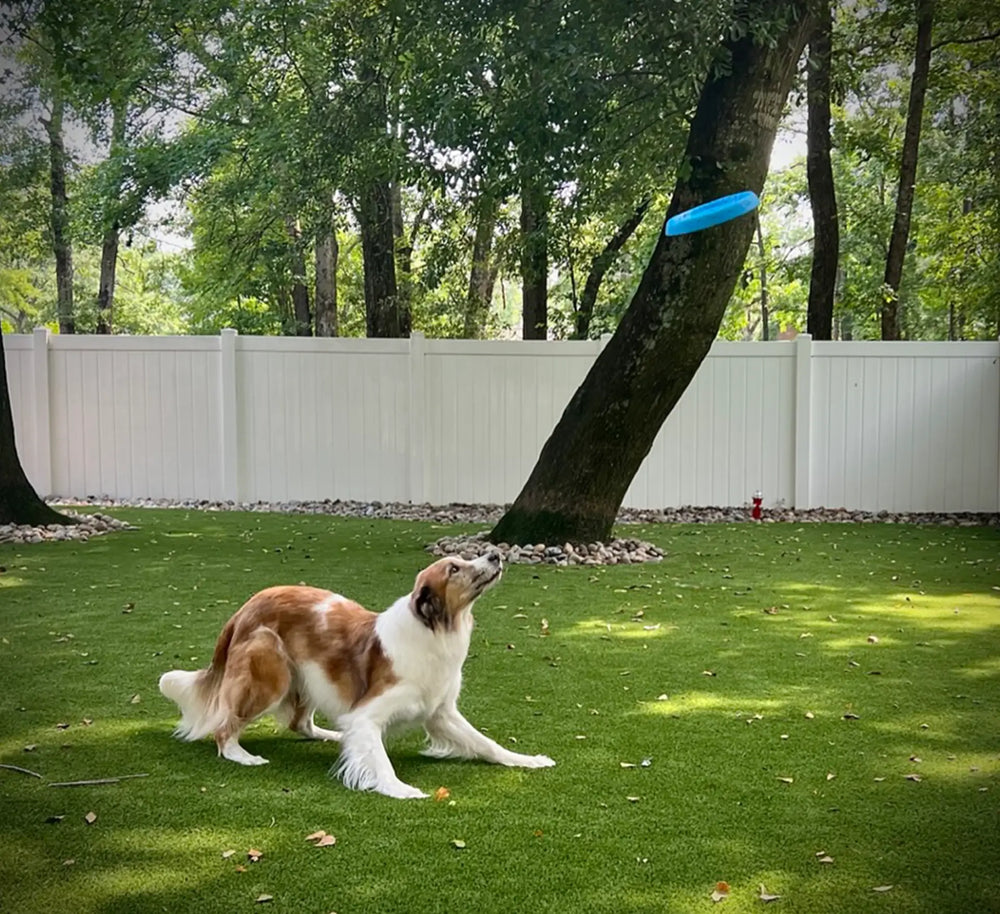 blue-floating-waterproof-durable-foam-frisbee-border-collie.jpeg