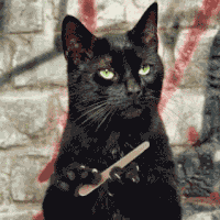 boredcat.gif