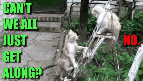 cant-we-get-along.gif
