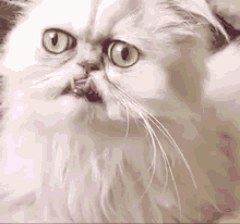 cat-weird-weird-cat.gif