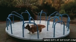 corgi-carousel.gif