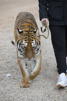 crop-unrecognizable-man-walking-with-leashed-tiger-in-the-zoo-ADSF00972 (1).jpg
