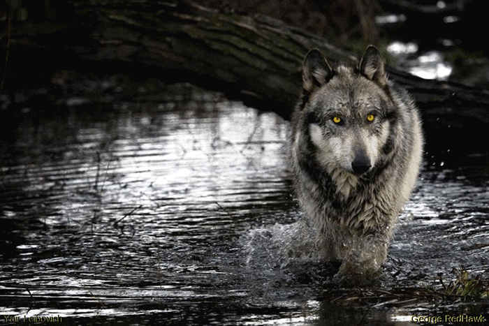 d3bc4a_549e262517e54df1ba71cd02b310ce6e_mv2.gif