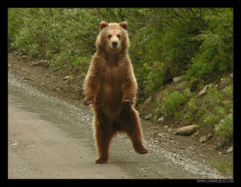 dancing_bear_by_lanimilbusx_drpeao-pre.jpg