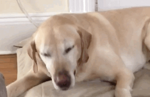 dog02.gif