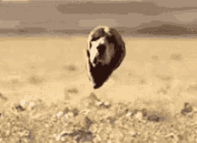 dog03.gif
