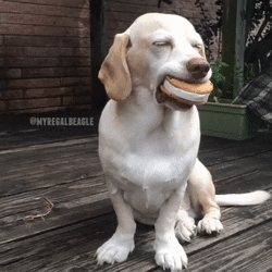 dog04.gif