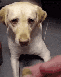 dog09.gif