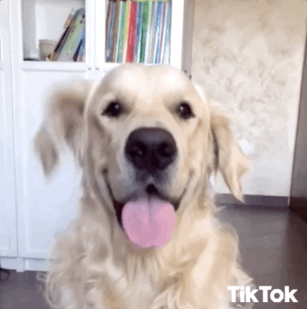 dog11.gif