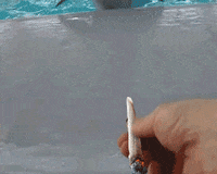 dolp1.gif