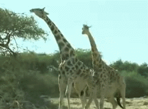 fighting-giraffe.gif