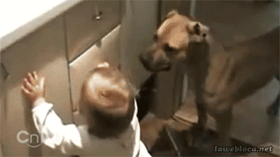 free-animated-gifs-of-animals-vs-babies-drawer-dog.gif