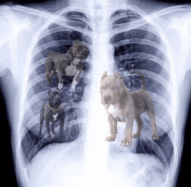 got-that-dog-in-him.gif