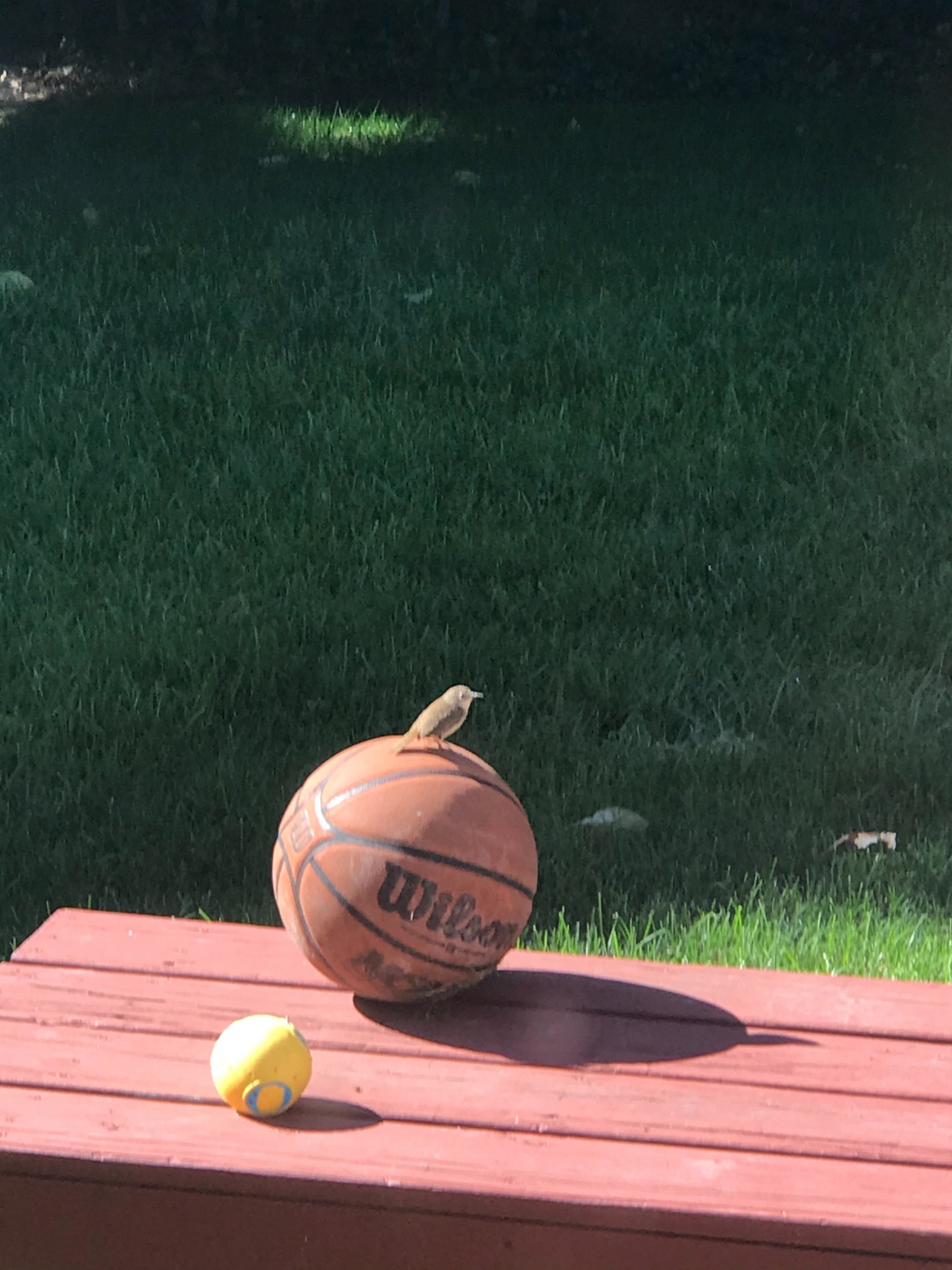 IMG_3020.jpeg