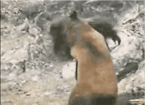 jc23.gif