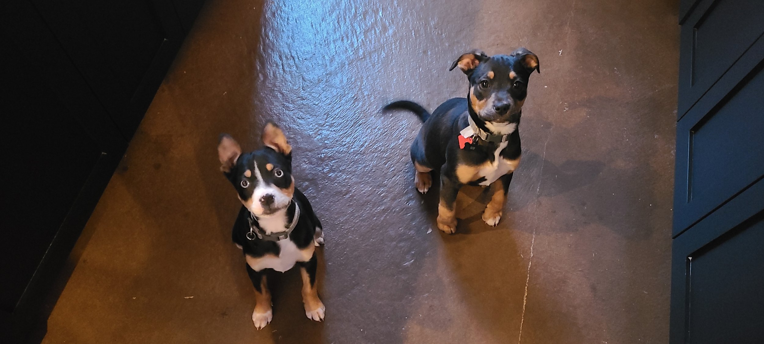 lanilunapuppy.jpg
