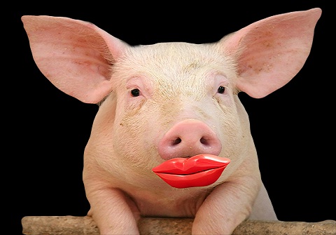 lipstick on a pig.jpg