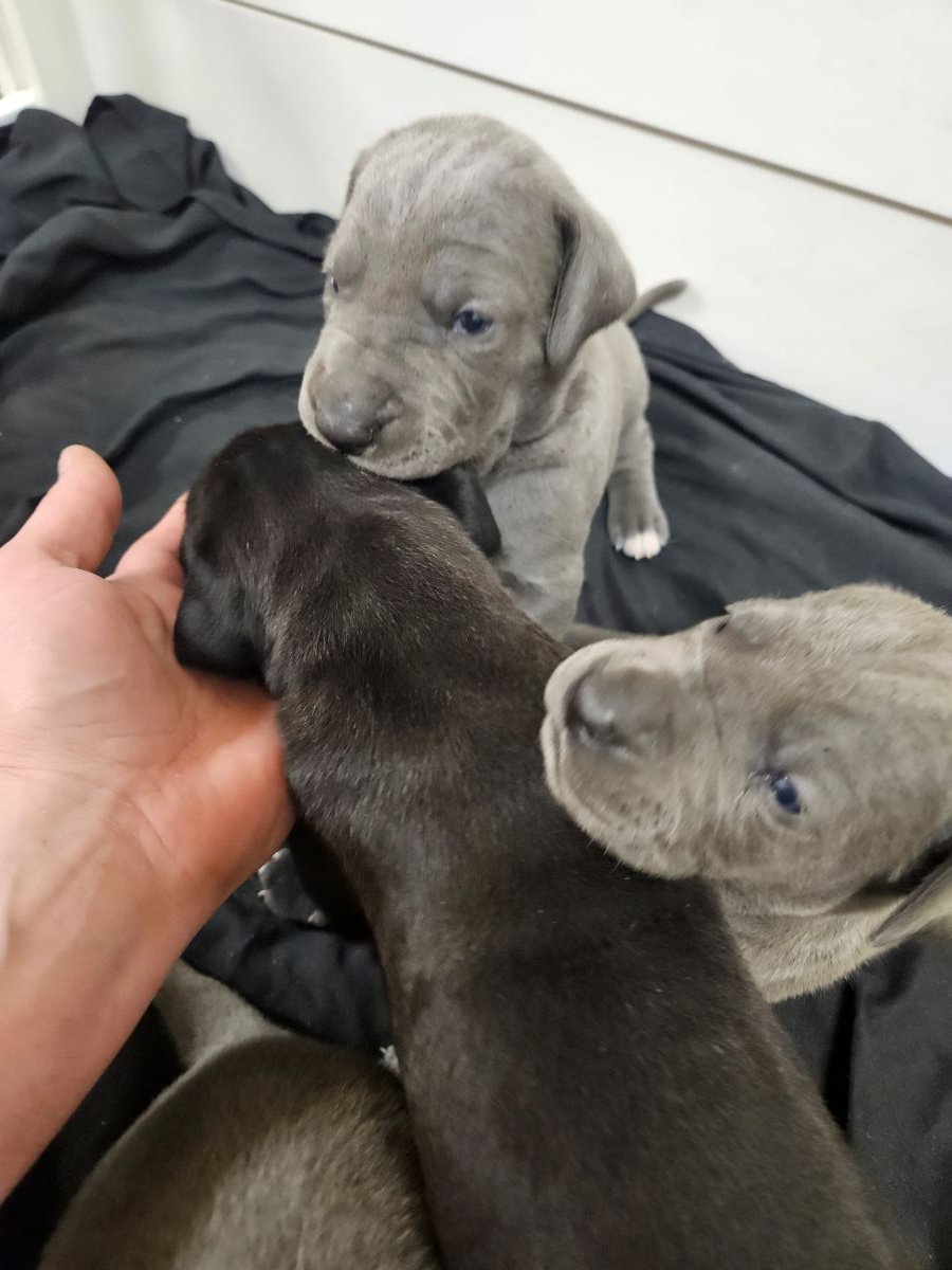 Mean puppy.jpg