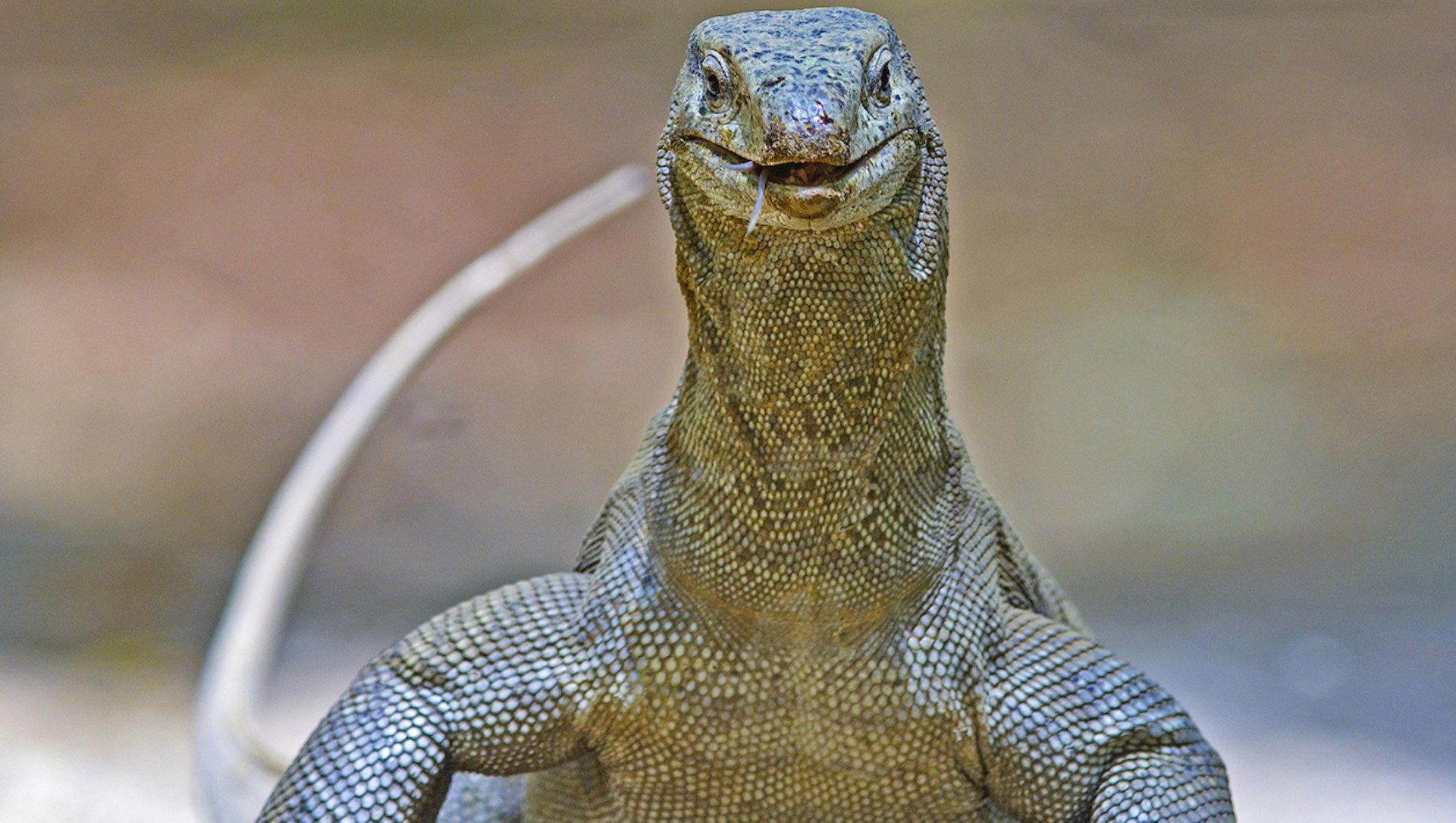 Monitor-Lizard_-Dhritiman-Mukherjee1-copy-2-1_vl7rav.jpg