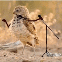 musicanon.gif