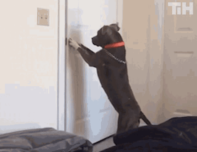 Open Door - Dog.gif