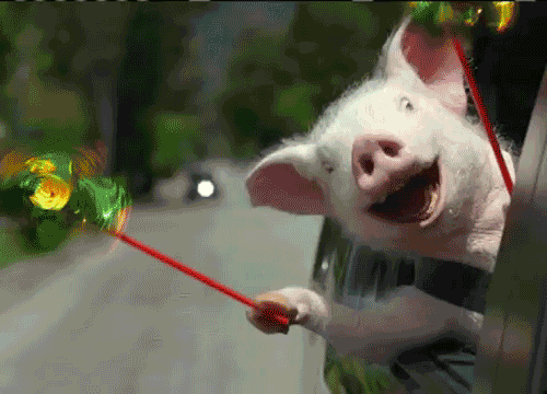 pig.gif