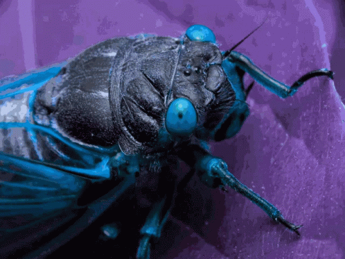 Psychedelic Cicada.gif