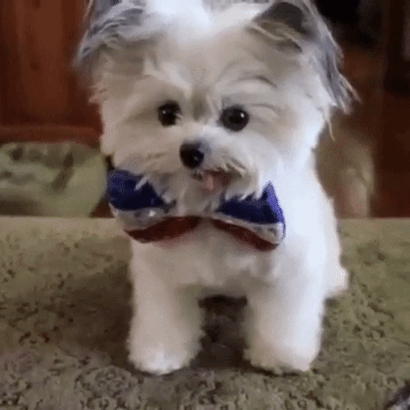 puppy-5.gif