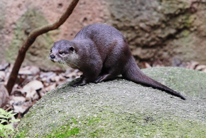 Screen Shot 2019-04-13 at 7.27.39 AM.png