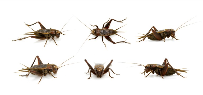 six-crickets-featured-image-final.jpg
