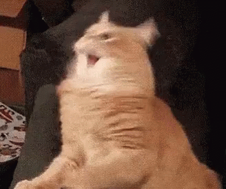 tenor (1).gif