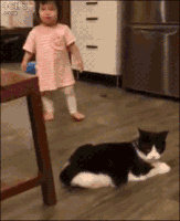 trip.gif