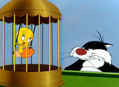 tweety.gif