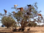 tree-dwelling-goats.jpg
