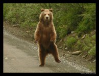 dancing_bear_by_lanimilbusx_drpeao-pre.jpg