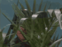 IMG_1085.gif