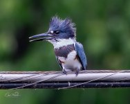 IMG_0867.jpeg