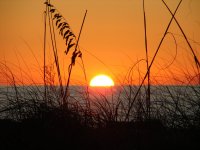 Sunset Tropical contact high.jpg